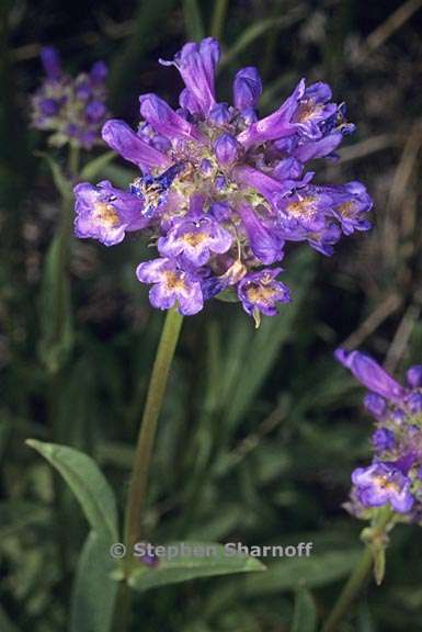 penstemon rydbergii var oreocharis 4 graphic